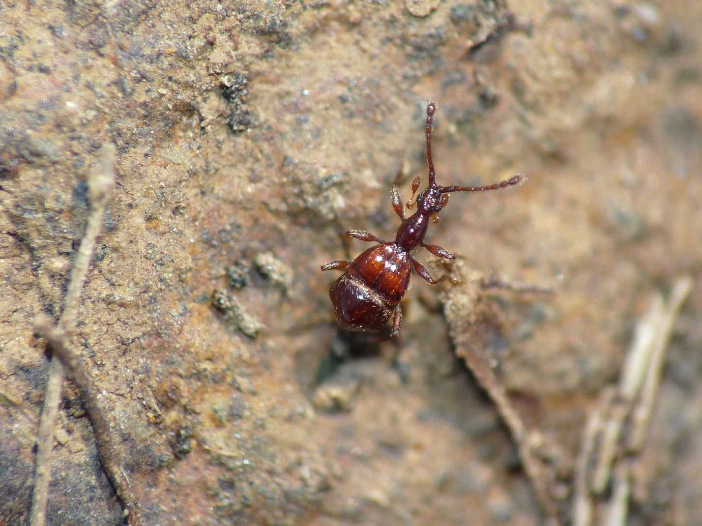 Grazioso ministaphilinidae (cfr. Pselaphogenius sp.)